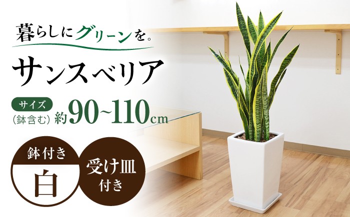 
                  サンスベリア ローレンティ スクエア陶器鉢7号 観葉植物 大村市 琴花園/観葉植物 室内 観葉植物 サンスベリア 7号 [ACYK048]
                