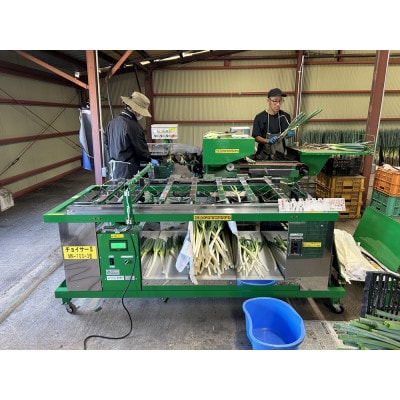 長ネギ 3kg入り【ストロベリーみなみ】