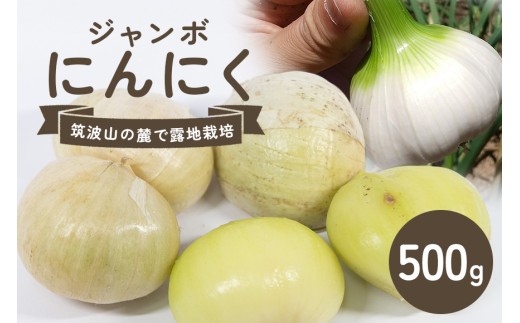 ジャンボにんにく 500g にんにく 産地直送 茨城県 石岡市 B03-015