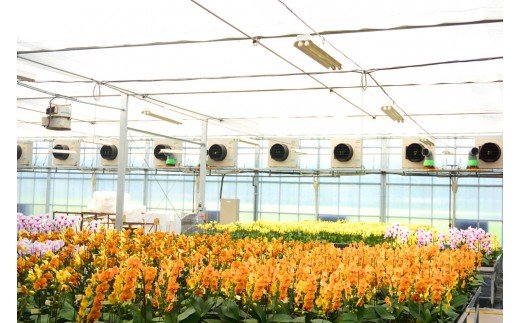 胡蝶蘭　シルクオレンジ　3本立ち 還暦 お祝い 当選 就任　開業 新築　長生き　母の日　父の日 商売繁盛　記念　お歳暮　お中元 お花 贈り物 プレゼント ギフト こちょうらん