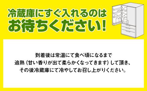 【2025年発送】南国の果物　沖縄県産マンゴー　赤キンコー　2kg