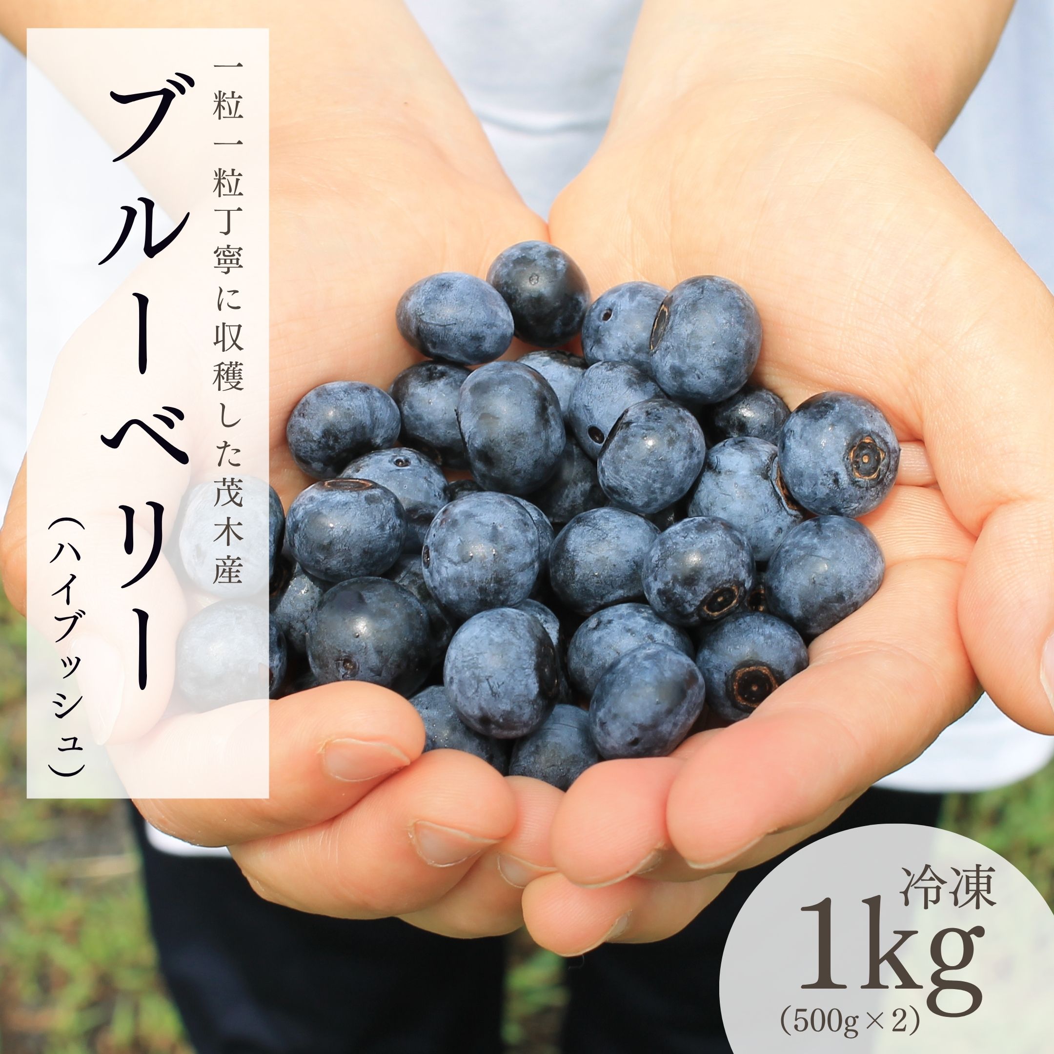 【ふるさと納税】茂木町産 冷凍ブルーベリー ハイブッシュ 1kg | ブルーベリー ハイブッシュ 冷凍 フルーツ 果物 ベリー ジャム 朝食 ヨーグルト シャーベット ソース 農園コトリのよりみち 栃木県 茂木町