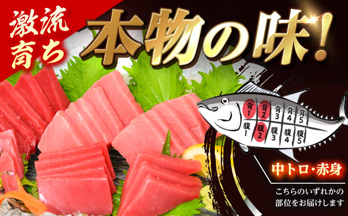 金太郎マグロ 冷凍ブロック 中トロ 赤身 約850g / まぐろ 鮪 刺身 海鮮 魚 新鮮