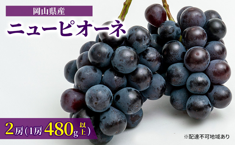 ぶどう 2025年 先行予約 ニュー ピオーネ 2房（1房480g以上）約1kg 化粧箱入り ブドウ 葡萄 岡山県産 国産 フルーツ 果物 ギフト