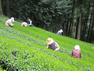 43-7 生粋川根茶 澤本園 ふるさとありがとう4