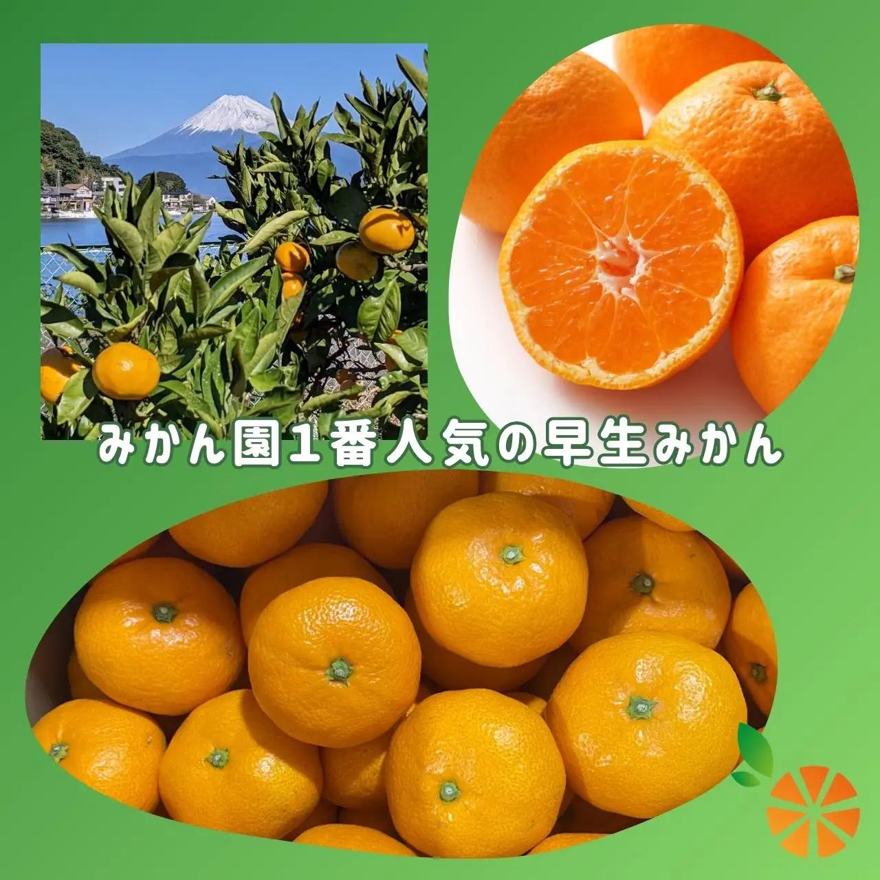 【訳あり】 早生 みかん 10kg 西浦 早生みかん 木負観光みかん園 