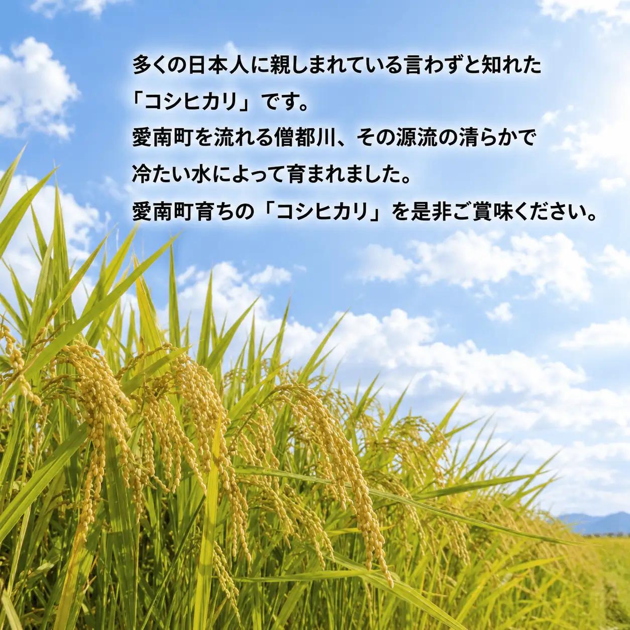 先行予約 新米 令和9年産 コシヒカリ 10kg 10000円 お米 白米 精米 米 愛南町 愛媛県
