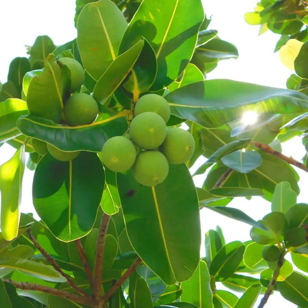 スキンケア Natural Essence TAMANU スターターセット エイジングケア  BCBJ010 化粧品