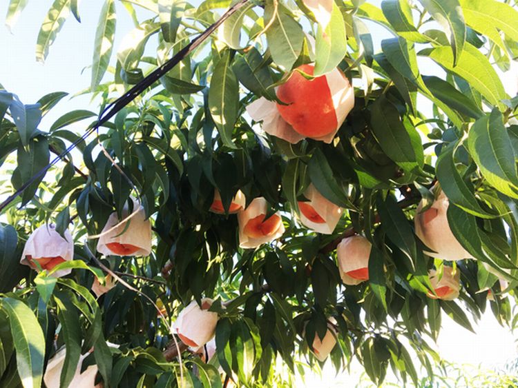 紀州和歌山産の桃　約1．8kg 化粧箱入【2025年7月上旬より順次発送】【UT52】【uot720-2】