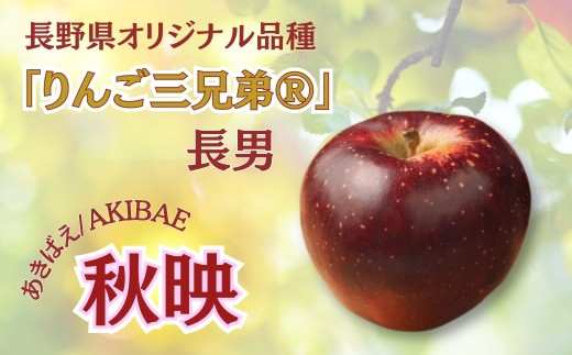 【2026年先行予約】秋映 約3kg｜ 果物 フルーツ リンゴ 林檎 あきばえ 千曲市 長野県 信州