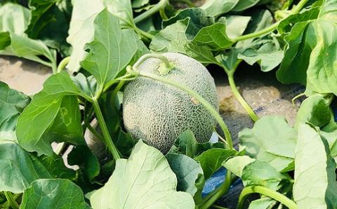 国田農場のキングメロン　1.6kg以上×2玉　北海道産