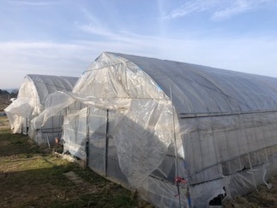 60-A 極太アスパラガス2～3Lサイズ1kg（約20本）※2026年4月下旬～5月下旬頃に順次発送予定