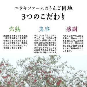 りんご 【 数量限定 】12月発送 訳あり 雪完熟 家庭用 蜜入り 糖度13度以上 サンふじ 約 5kg 16個入り【 弘前市産 青森りんご 】