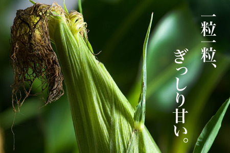 とうもろこし 12本 先行予約 とうもろこし