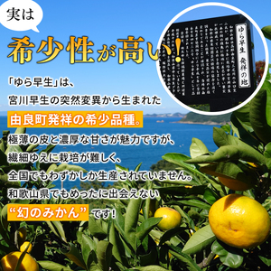 【2026年秋・先行予約】秀品 由良早生みかん 約5kg サイズおまかせ ※2026年10月上旬～10月下旬頃に順次発送【sml106C】