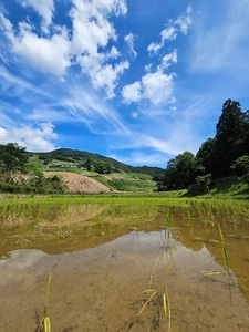 氣米　ミルキークイーン　2kg ／ 百姓yukinobu 米  精米 有機栽培 三重県 度会町