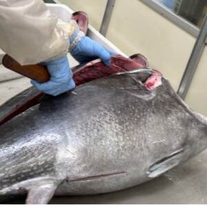 青森産天然本マグロ　大トロ・中トロ・たたき3種セット【配送不可地域：離島】【1657210】