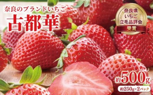 いちご ことか 約500g 約250g×2パック 2027年発送 【奈良県いちご立毛品評会受賞】 古都華 L~2L 数量限定 季節限定 産地直送 苺 家庭用 フルーツ 果物 デザート スイーツ 旬 新鮮 ギフト 贈答 お歳暮 プレゼント ふるさと納税いちご ふるさと納税イチゴ ふるさと納税苺 奈良県 奈良市 藤井農園