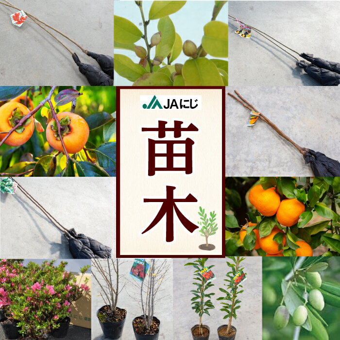 【ふるさと納税】【選べる種類】JAにじ 苗木 栗(ぽろたんと受粉樹)・早生温州みかん・暖地さくらんぼ・山桃・山椒・太秋柿・富有柿・ざくろ 苗木 各2本 2024年11月上旬〜2025年3月下旬 出荷予定・オリーブの苗木 (大株1本)・カラタネオガタマの苗木 (2本)・さつき苗 4株
