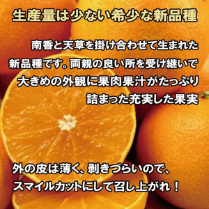 【先行予約】【2025年11月下旬以降順次発送】訳あり 家庭用 愛果28号 約2kg 訳あり あいか みかん 柑橘 松山 愛媛県 人気おすすめ 紅まどんな 紅マドンナ と同品種 【VEG0032】