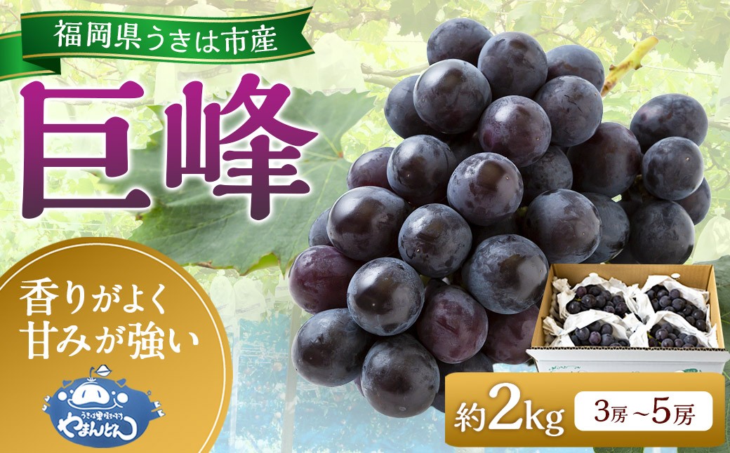 
            【先行予約】 やまんどん 巨峰 3房から5房 （約2kg） 【2026年8月下旬～9月上旬より順次発送予定】 葡萄 ぶどう ブドウ 果物 くだもの フルーツ 果実 お取り寄せ 福岡県 うきは市 冷蔵
          
