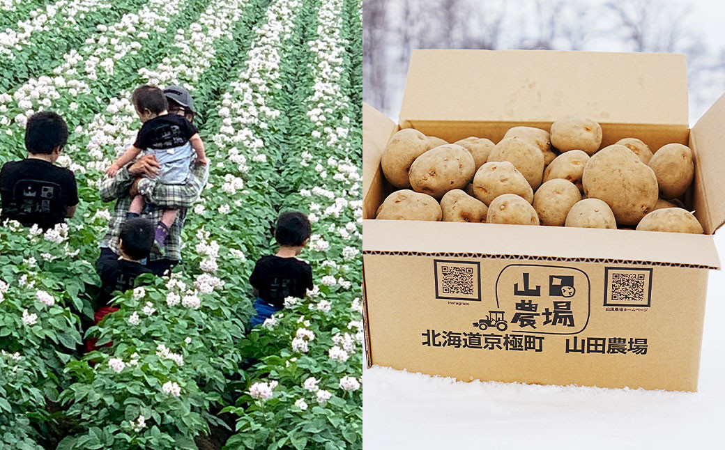 北海道産 じゃがいも キタアカリ M～2Lサイズ混載 約10kg 1箱 山田農場