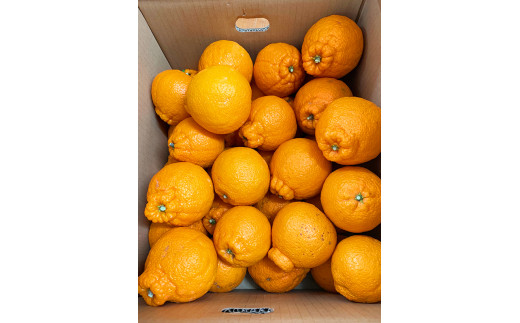 【ご家庭用訳あり】紀州有田産不知火(しらぬひ) 約8.5kg 【予約】※2026年2月中旬頃〜2026年3月中旬頃に順次発送予定(お届け日指定不可)【uot507A】