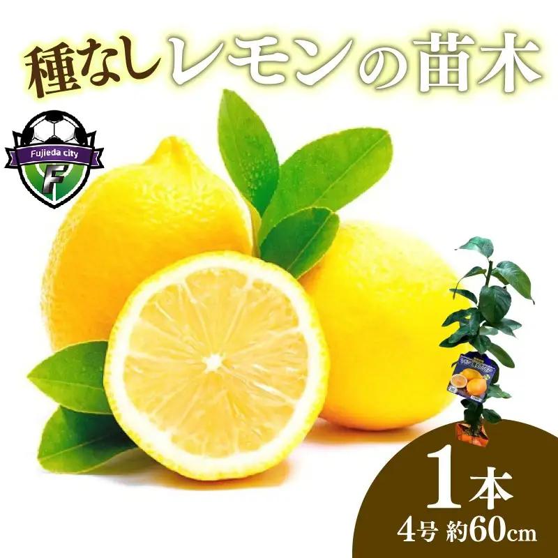 【 先行予約 ：2026年10月発送 】 苗木 種なし レモン 苗 家庭菜園 苗