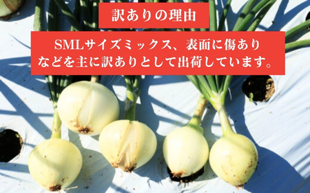 訳あり 新たまねぎ 5kg シルクオニオン 野菜 サラダ 玉ねぎ たまねぎ 新玉 スープ たまねぎ カレー サイズミックス 大小 傷 国産 たまねぎ オニオン 常温 送料無料 愛媛県 愛南町青果市場 