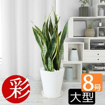 観葉植物 サンスベリア・ローレンティー 8号セラアート鉢 ホワイト【配送不可地域：離島・沖縄県】【1707569】