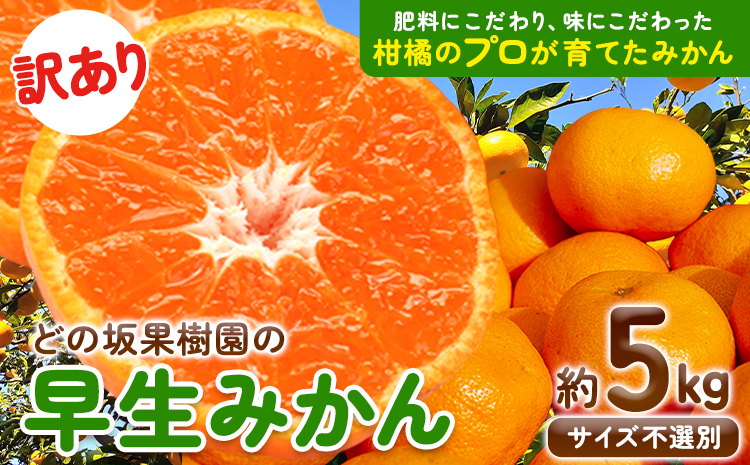 みかん 訳あり 早生 みかん 5kg ( サイズ 不選別 ) どの坂果樹園《12月上旬-2月上旬頃出荷》和歌山県 日高川町 みかん ご家庭用 訳あり 早生 みかん サイズ 不選別 おまかせ 旬 柑橘 果物 規格外 わけあり 人気 訳ありみかんst-p