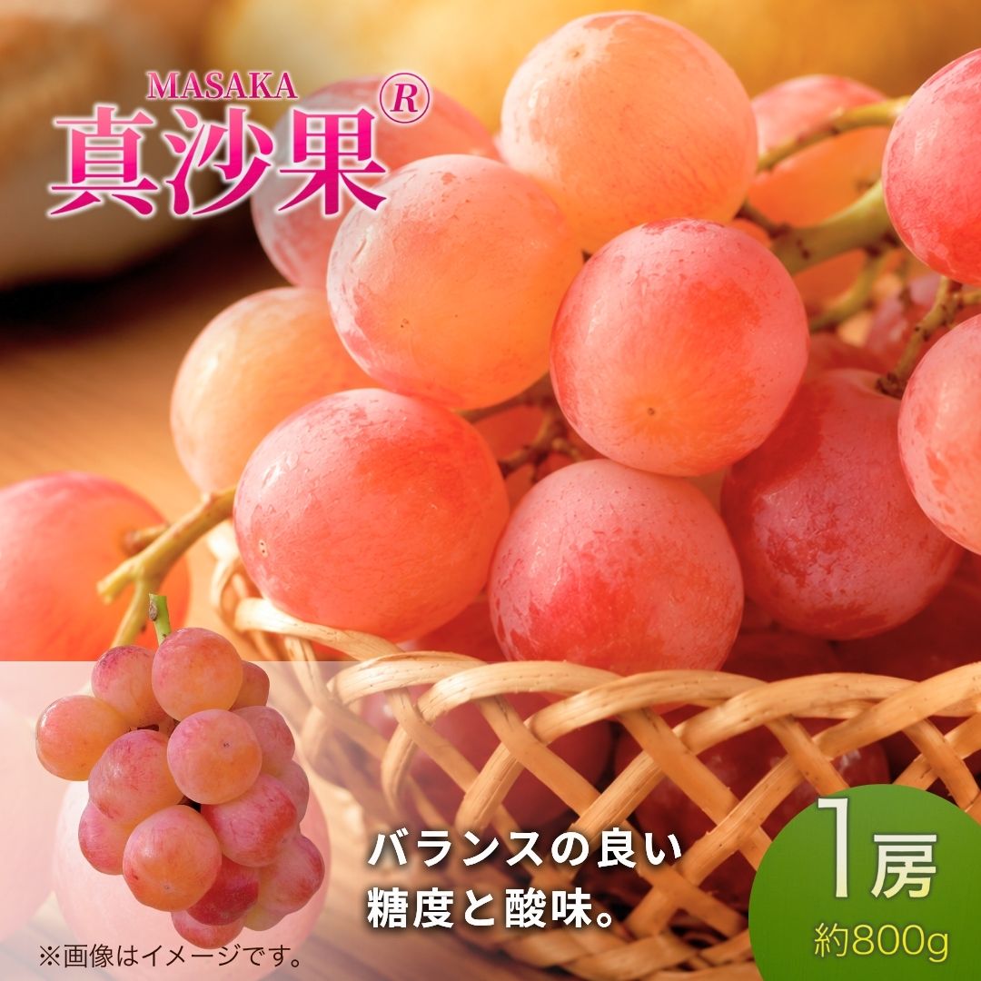 【ふるさと納税】【2026年先行予約】真沙果® まさか (約800g）1房 | 果物 フルーツ 赤ぶどう 葡萄 ブドウ 種無し 種なし 皮ごと 千曲市 長野県 信州