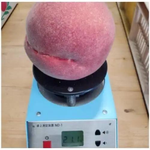 2027年発送先行受付【シンガポールセレブ御用達】世界レベルで通用する『幻のシャトーブリアン桃』【配送不可地域：離島・北海道・沖縄県・中国・四国・九州】【1586232】