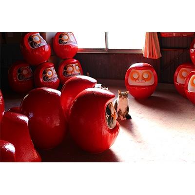 ふるさと納税 榛東村 榛東　特開運福だるま　70号(75cm) |  | 02