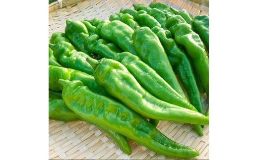 【2026年夏発送】京野菜 「万願寺とうがらし」 からくない！肉厚甘い 逸品 箱入り 2kg 4人以上用 伝統野菜 とうがらし 万願寺 ピーマン 大型 野菜 夏野菜 農家直送 揚げ物 炒め物 煮物 レ