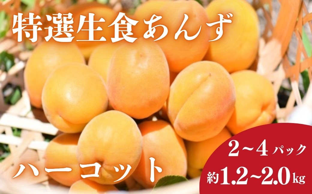
                  特選あんず ハーコット 2~4パック(約1.2~2.0kg） | 生あんず 信州あんず 横島あんず 杏子 アンズ アプリコット 期間限定 千曲市 長野県産 信州
                