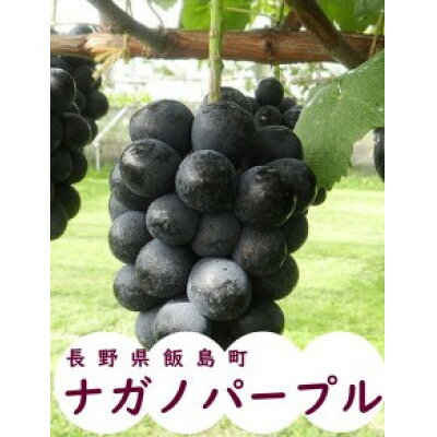 【ふるさと納税】中央アルプス山麓のナガノパープル　約1kg【配送不可地域：離島】【1757565】