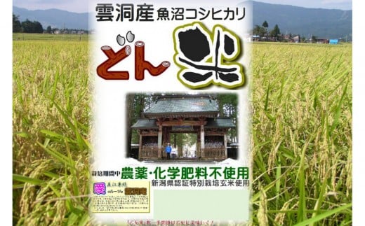 【頒布会】南魚沼産「どん米」白米３升×５ヶ月　ちょっと！うるさいよ！炊き方