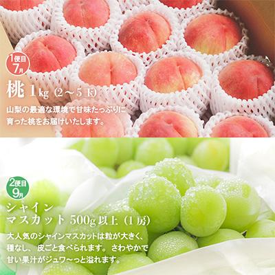 ふるさと納税 笛吹市 【発送月固定定期便】フルーツ定期便　シャインマスカット500g(1房)・桃1kg　山梨 笛吹 全2回 |  | 01