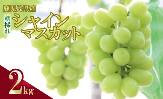 
                  ＼朝採れ／ 鹿児島県産 シャインマスカット 2kg（3～4房）BSR-154
                