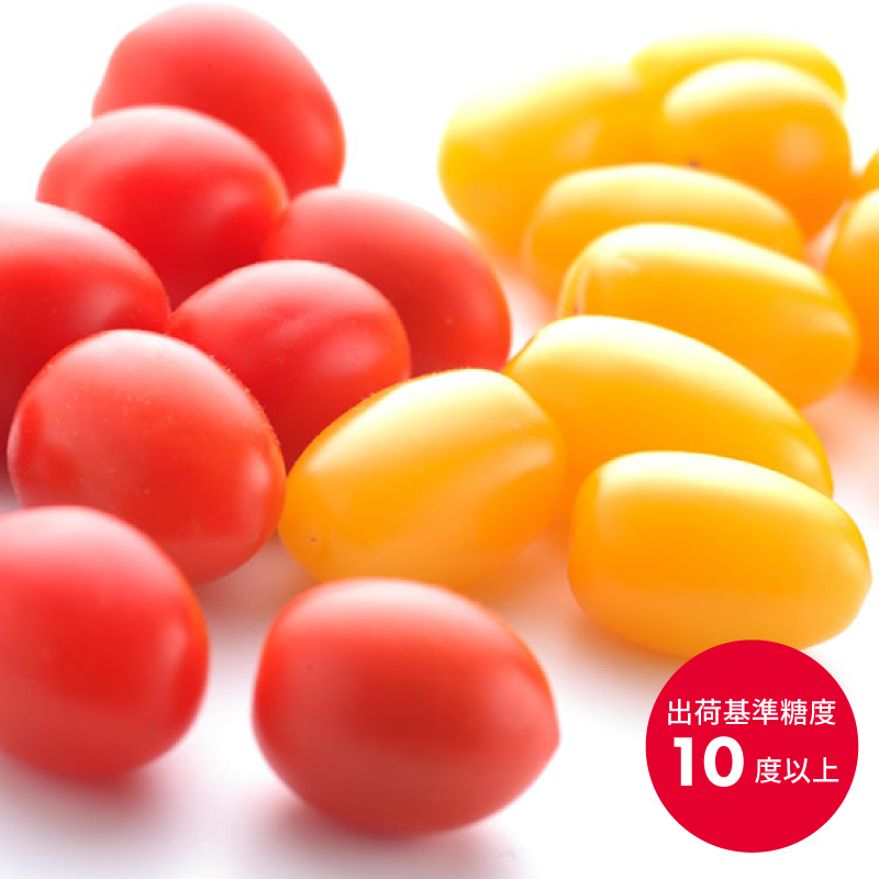 高糖度 ミニトマト アメーラルビンズ ゴールド トマト 5パック セット 糖度 10度 以上 化粧箱入り 産地 直送 新鮮 旬の 野菜 高級 フルーツトマト 甘い ジュース にも 静岡県 藤枝市 ふる