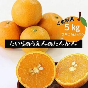 【先行予約! 2026年2月より順次発送】 平農園のたんかん 【ご自宅用】約5kg【1406662】