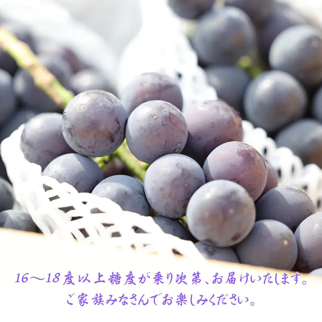 ≪先行受付≫【数量限定】まるさん農園の巨峰　約1ｋｇ　合計２～３房［MR-102］