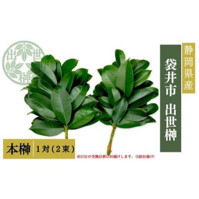 【ふるさと納税】袋井市　出世榊　本榊　純国産　1対（2束）※15日交換に間に合うように配送　榊 さかき サカキ 神棚 お供え 国内産 日持ち 大きい 艶やか 静岡県