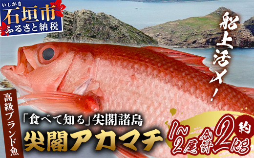 【予約受付】【3月以降順次発送】高級ブランド魚 尖閣赤マチ 1～2尾 合計約2kg 下処理済 【沖縄三大高級魚】尖閣諸島 刺身 焼魚 煮物 鮮魚 冷凍 ムニエル 天然 洋食 和食 白身魚 高級魚 GK-2