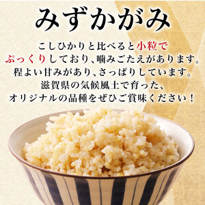 数量限定 先行予約 新米 玄米 みずかがみ 10kg 玄米 玄米 玄米 玄米
