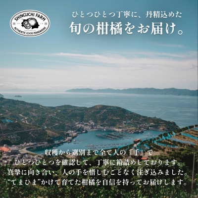 【防腐剤・ワックス不使用】愛媛県産グリーンレモン【D70−48】【1550660】