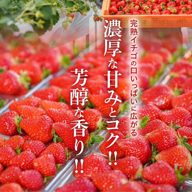 （予約受付中）【12月から順次発送】まるで赤いサファイア!!丹精込めた完熟いちご!! 約900g　H130-010