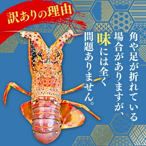 【訳あり】 職人吉岡 の 冷凍 伊勢海老 約 700g 以上 ( サイズ混合 えび エビ いせえび 高級 鮮魚 イセエビ 海鮮 魚介 刺身 焼き物 汁物 ギフト 贈答 贈り物 祝い 歳暮 中元 高知 