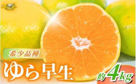 【先行予約】＼数量限定／ ＼農家直送／甘くて濃厚！希少品種 ご家庭用 ゆら早生みかん　約4kg+120g 　サイズ混合【2025年10月上旬頃より順次発送】 / みかん ミカン 有田みかん 温州みかん 柑橘 有田 和歌山 産地直送  くだもの 果物 フルーツ 柑橘類 和歌山 すさみ町【nuk162A】